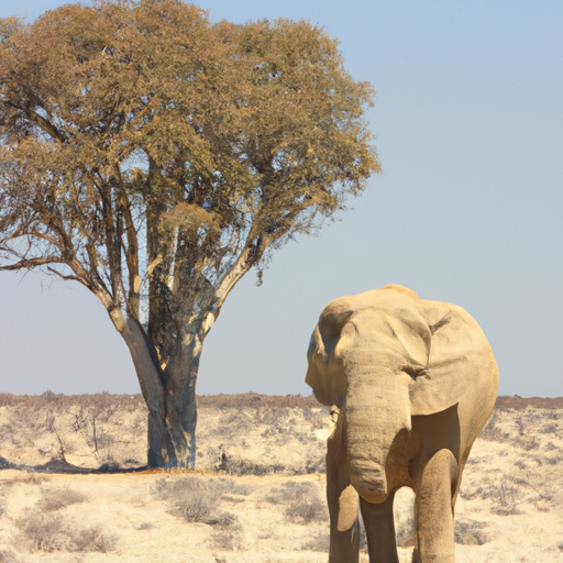 Trekking durch die Wüste in Namibia